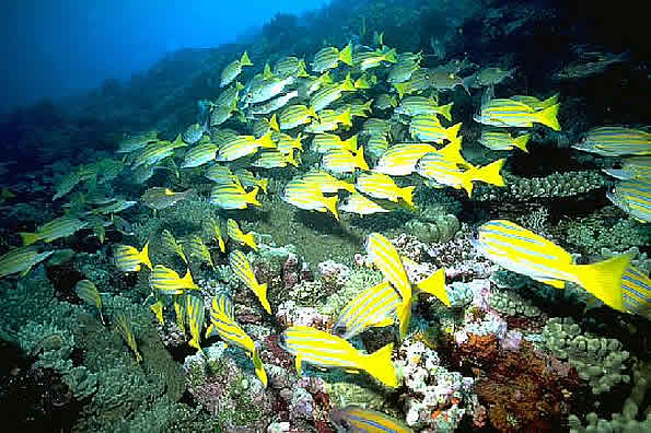 I fondali subacquei alle Maldive